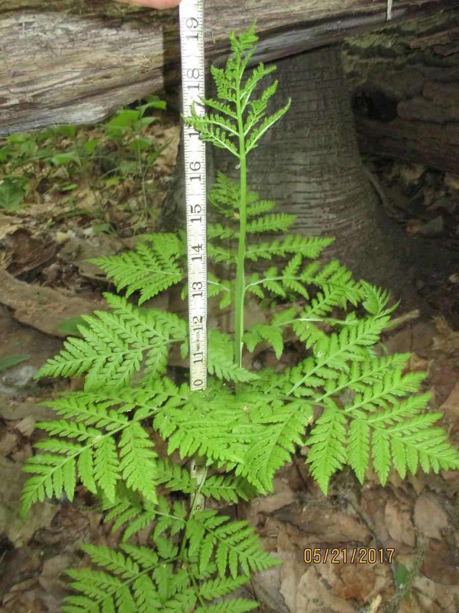 Botrychium Virginianum